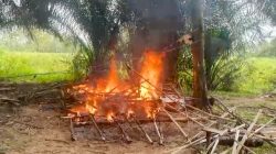 Polisi Bongkar Gubuk Diduga Lokasi Pesta Sabu di Gunung Sugih, Pelaku Masih Diburu