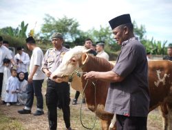 Momentum Idul Adha 1447 H, Polres Lampung Tengah Sembelih 11 Ekor Sapi dan 1 Ekor Kambing Wujud Kepedulian Sosial