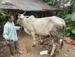 Sinergi Masyarakat dan Polisi Berhasil Amankan Pelaku Pencurian Sapi di Terusan Nunyai