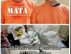 Dua Pelaku Pencurian Jambu Kristal di PT GGP Digelandang Petugas ke Polsek Terbanggi Besar